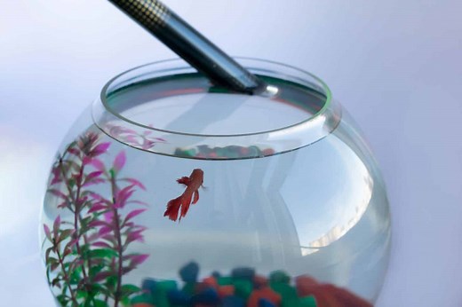 The Ideal Water Temperature for Betta Fish and the 7 Best Ways to Achieve It