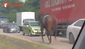Horse spotted galloping down Johor Bahru highway