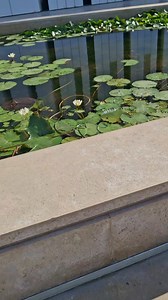 3.4K views · 21 reactions | The lotus flower “The lotus flower symbolized rebirth and eternal life in ancient Egypt. The Egyptians believed this because the lotus opens during the night and closes again in the daytime, just like the cycle of life.” | Mohamed Abo Ramah | Facebook