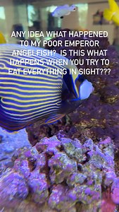Just saw this wound on my emperor angelfish is this what happens when you try to eat everything in sight? #reeftank #aquariumhobby #saltwateraquarium #marineaquarium | SaltwaterAquarium.com