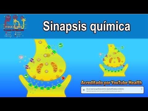 Como se comunican las neuronas: Sinapsis química (para niñ@s)