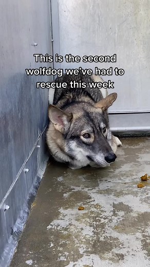 This happens way too often. #notapet #exoticpettrade #wolfdog #rescue #RufflesOwnYourRidges #wolfsanctuary #relistwolves