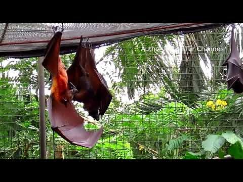 Megabat Flying Fox (Bat)