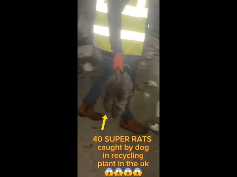 1 DOG VS 40 Super Rats in recycling plant