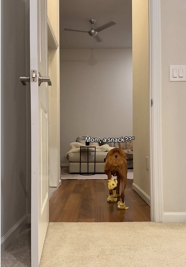 Bedtime Routine with Poppy the Boxer Dog