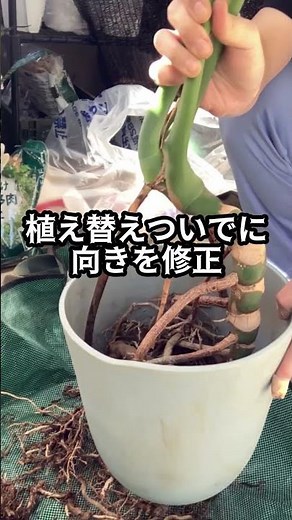モンステラをまっすぐにする方法、知ってる？