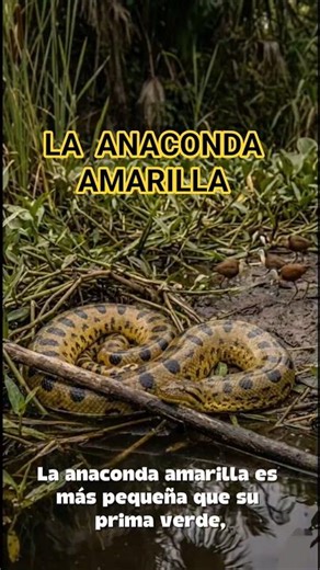The Yellow Anaconda: the golden snake of the Pantanal #YellowAnaconda #Snake