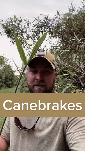 Exploring Canebrakes in Alabama: Dr. Laura Lybarger Showcase
