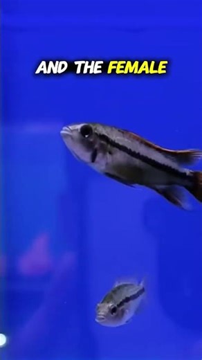 The Best Dwarf Cichlid That Actually Does What It Promises