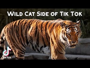 Wild Cat Side of Tik Tok