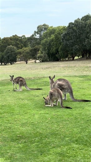 Kangaroo jumping #kangaroo #outback #wildlife #animals #animalvideos #australia #nature #yt #viral