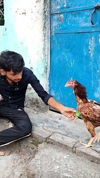 Aseel Hen Brought Water?! 😱 #hen #chicks