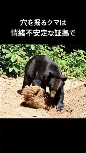 Digging bears are a sign of emotional instability