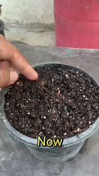 Easy Way to Grow a Strong Fruit-Bearing Apple Tree From Seeds 🍎🌱 | Apple Growing Guide