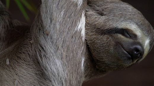 Why three-toed sloths risk their lives to help moths