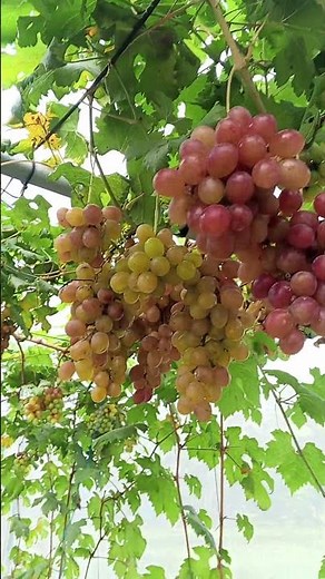 Green House Buah anggur berbuah banyak #fypシ゚ #greenhouse #tanambuah #petanibuah