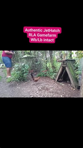 Ramsis Redpython Warbirds on Reels