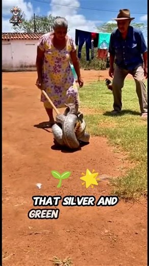 🐍 Woman Rescues Duck from Giant Python — Unbelievable Courage! 🦆💪 #AnimalRescue #HeroMoment