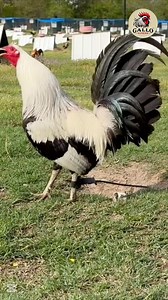 Shorty Bullock ¿La conoces? | Gallo Supremo