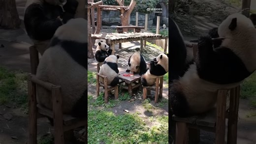 Witness an adorable panda meeting that melts hearts