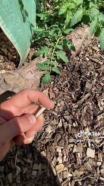 Astuces de Jardinage pour un Potager Réussi