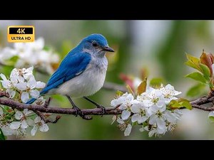 Peaceful Forest Birdsong 🌿 Relaxing Birds Singing in the Woods for Sleep and Calm