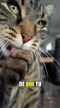 ¿POR QUE MI GATO ME LAME? - El secreto oculto de su "lengua de lija" 🐱 #curiosidadesanimales #gatos