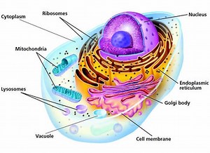Cells