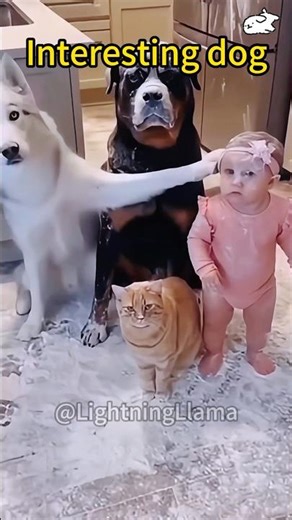 Little paws, big happiness 🐾❤️ #Pets #DogShorts”