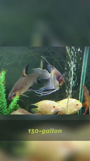 Stunning Angelfish Varieties: Beyond Cichlids!