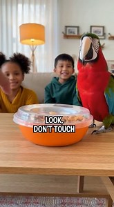Get ready for non-stop laughter with this ultra-realistic 4K parrot! 🦜😂 Watch this savage parrot take over daily life — giving GPS directions 🚗, judging your morning coffee ☕, refusing to share snacks 🍿, interrupting meditation 🧘, and mimicking phone notifications 📱💀. 🎥 Ultra-realistic 4K 🔊 Only natural sound effects 🚫 No cartoons • No background music Pure comedy, relatable reactions, and viral-worthy chaos. Perfect for family-friendly entertainment and animal comedy lovers! 👉 Follow