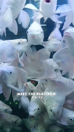 99K views · 2.6K reactions | White Platinum Butterfly Koi 懶 #fishthings #koi #koifish #aquarium #fish | Fish Things | Facebook