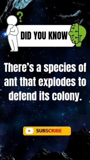 "The Ant That Explodes to Save Its Colony 😱 | Nature’s Wildest Defense"