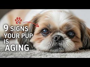 Is Your Shih Tzu Getting Older? Check Out These 9 Signs!