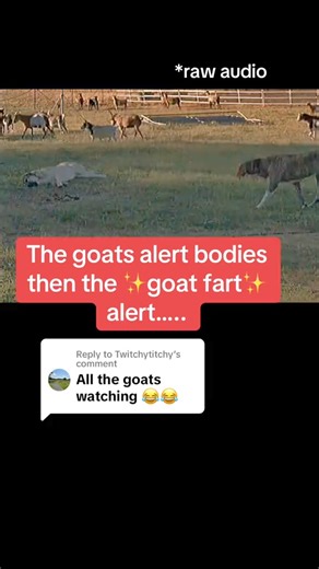 196K views · 3.5K reactions | The ✨goat fart✨ alert #livestockguardiandog #anatolianshepherd #farm #goats #goatfart | Raventree Ranch | Facebook