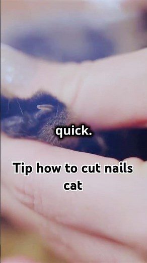 How To Cut Cat Nails (Without Getting Hurt)