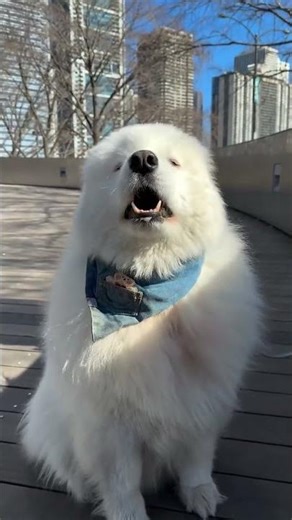 Cute Samoyed Puppies: Adorable Playtime