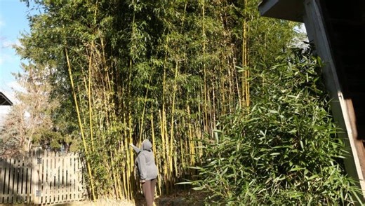 Neighbors' legal battle over backyard bamboo trees divides NJ Supreme Court