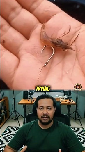 How to Rig Shrimp with Bait Elastic Like a Pro #FishingTips