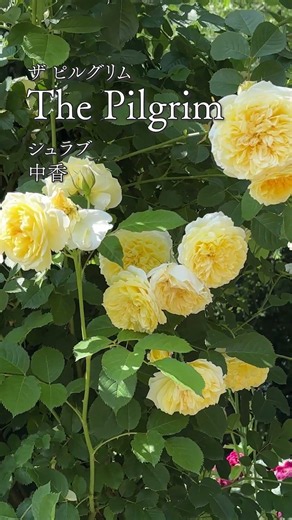 【バラ図鑑】#ザピルグリム #thepilgrim #englishrose #rose #バラ