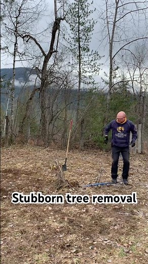 DIY tree roots! How not to remove them!