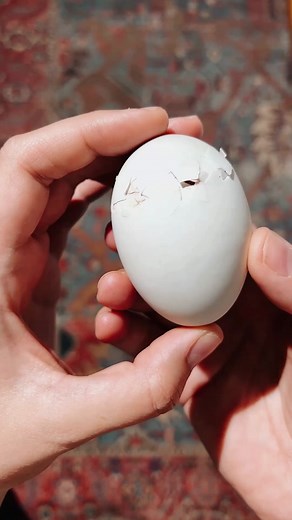 Baby Bird Hatching in Hand - ASMR Sounds