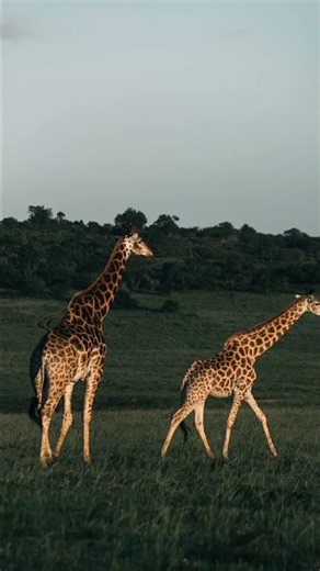 🦒 Giraffe – The Tallest Animal on Earth! 😱