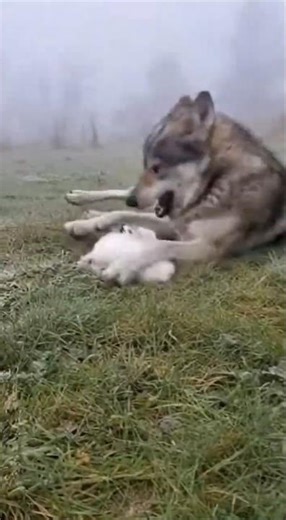 Tiny White Pup Befriends Giant Wolf in Heartwarming PlayTime 😍🌿 #Wildlife #animals #wholesome #wolf