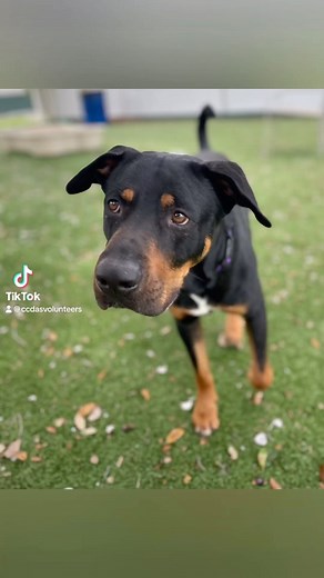 Introducing CAMPBELL #A282968 a handsome, mellow, easy walker. This three-year-old #goodboy is gentle with volunteers, knows his basic commands, and looking for love. #Adopt #CollierDAS www.collierpets.com (Naples, FL) | Collier DAS Dogs -by volunteers