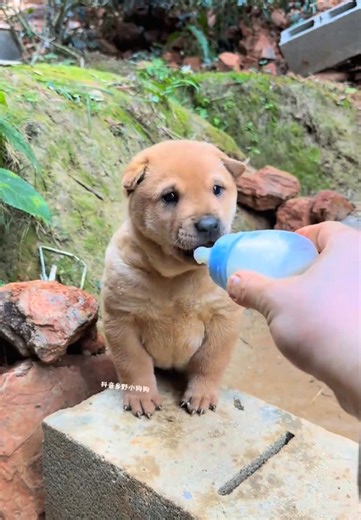 #dog #puppy #pet #cute #funny | cute dog