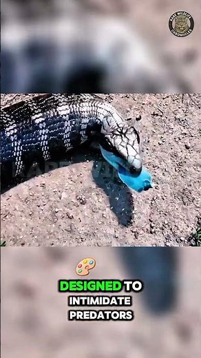 This Lizard Has a Bright Blue Tongue! 🦎😲 #Shorts