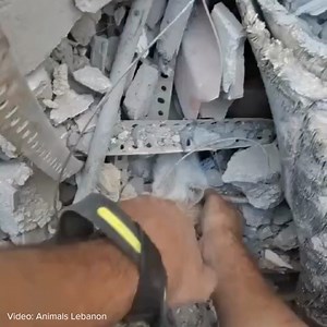 2.8K views · 142 reactions | Animals Australia on Reels | Facebook