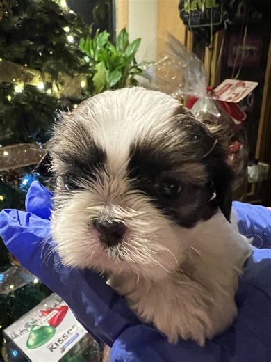 Pure Bred Shih tzu Puppy and 1Boy !!!$1000 Available!! Christmas Puppies!!!! | Dogs | KSL Classifieds
