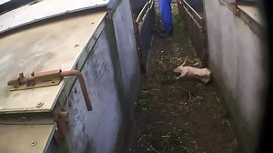 File:Killing Footage East Anglian Pig Co.webm - Wikimedia Commons